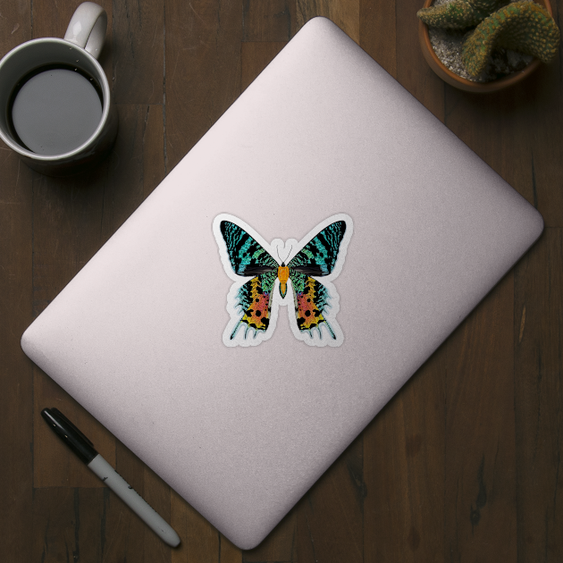 Madagascan Sunset Moth Illustration by CarleahUnique